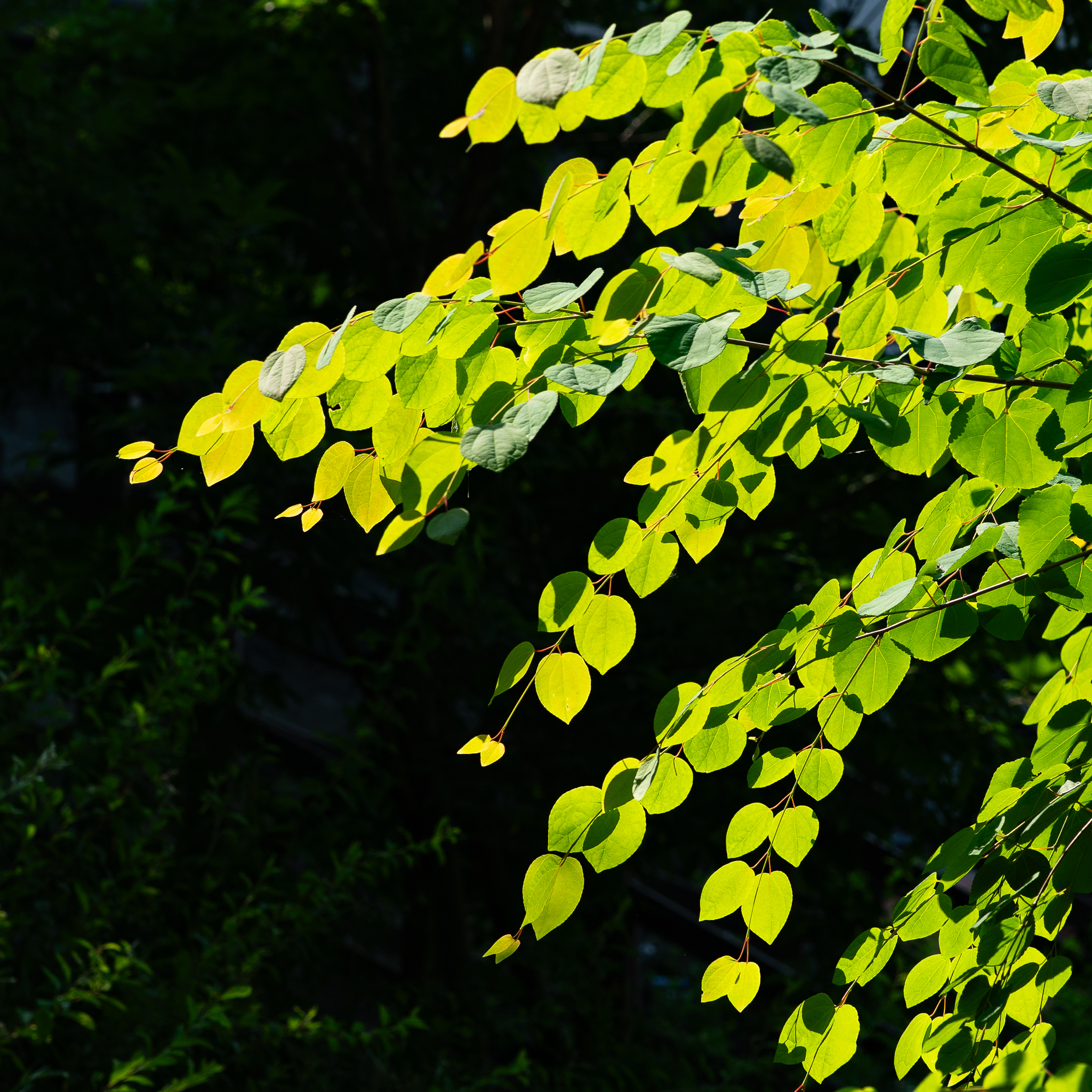 DSC08779.jpg