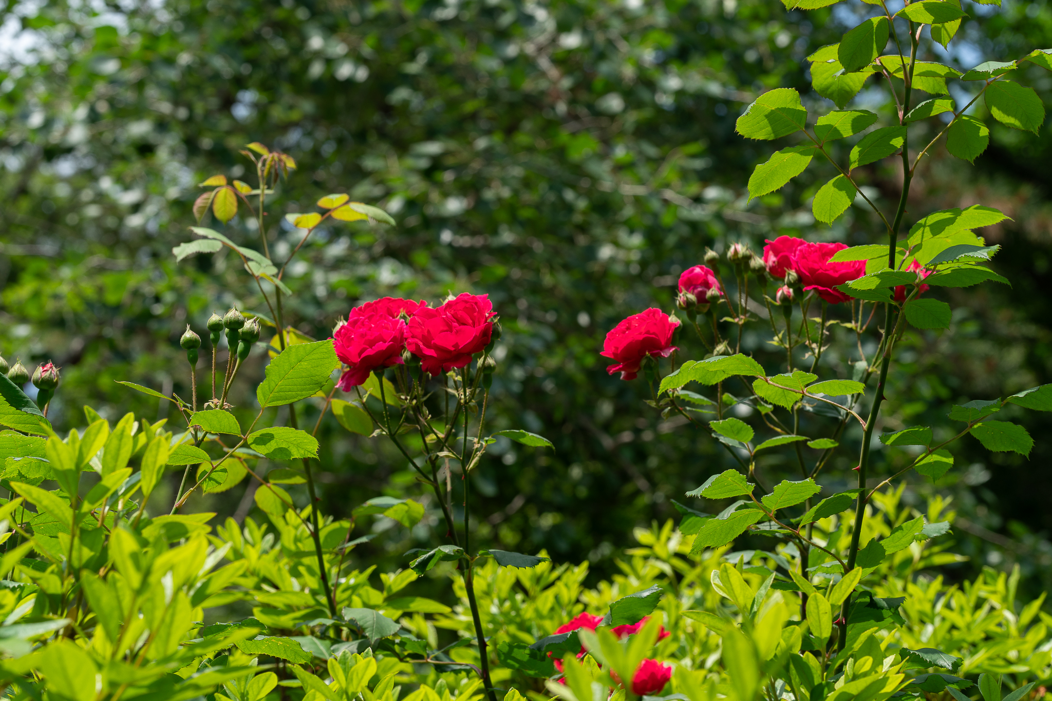 DSC08811.jpg