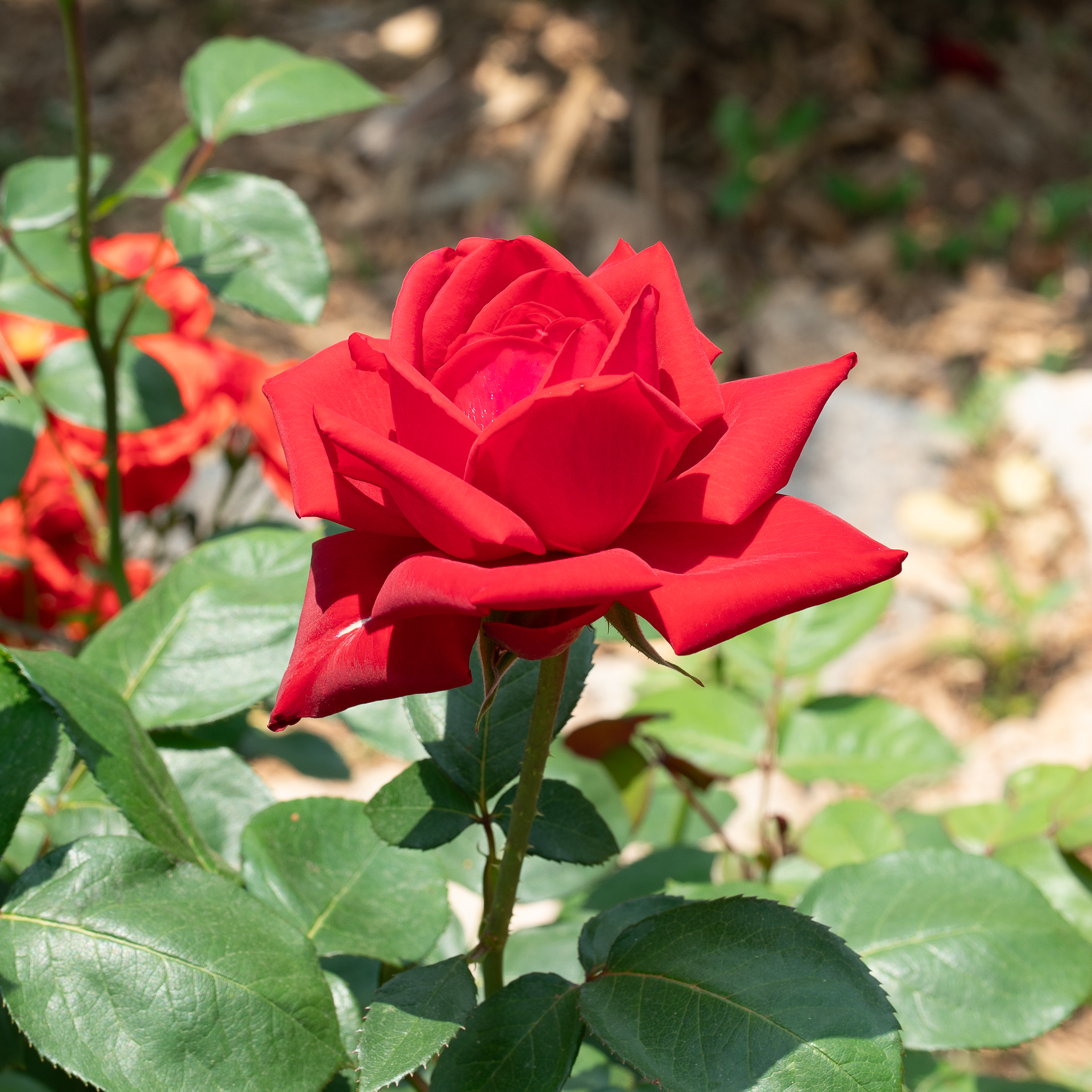 DSC08807.jpg