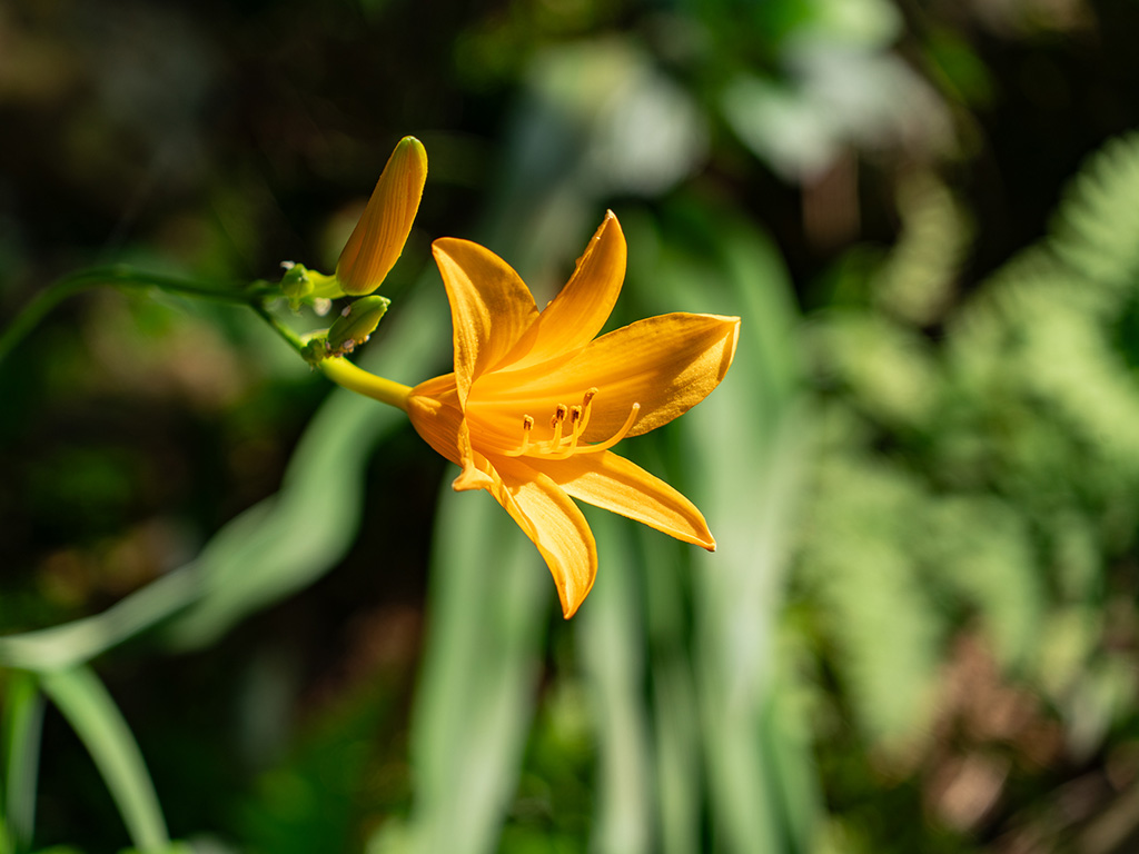 DSC05537.jpg