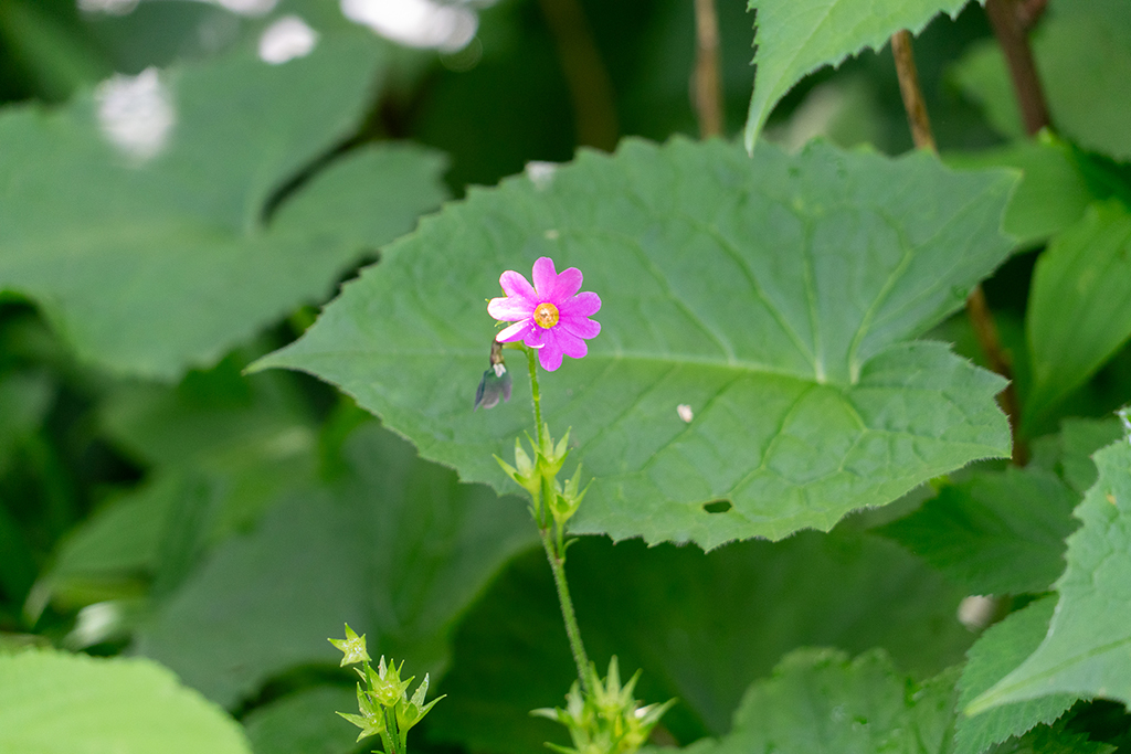 DSC09294_002.jpg