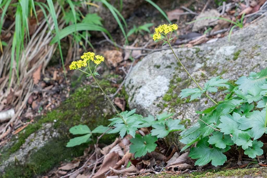 DSC09285_002.jpg