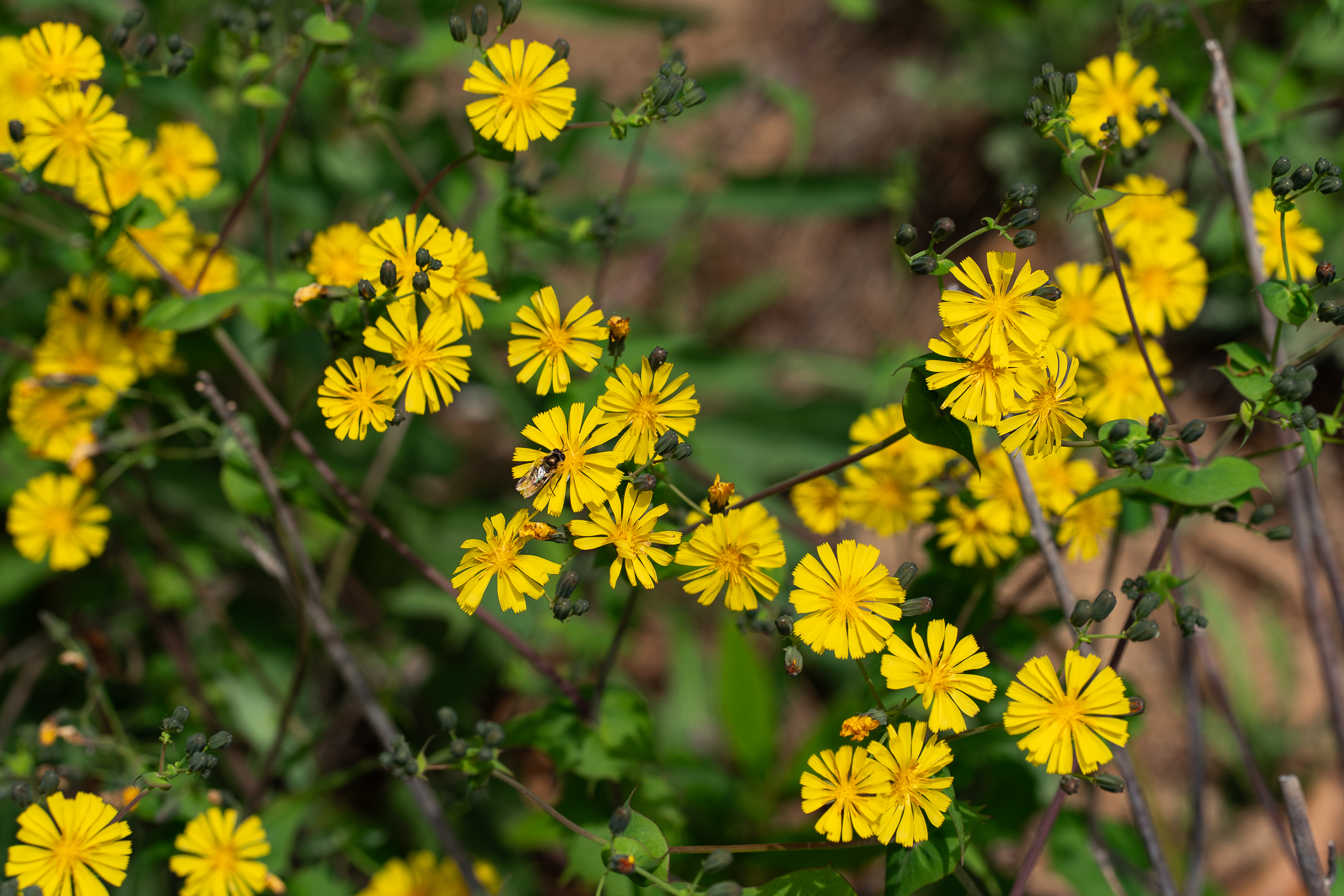 DSC08409.jpg