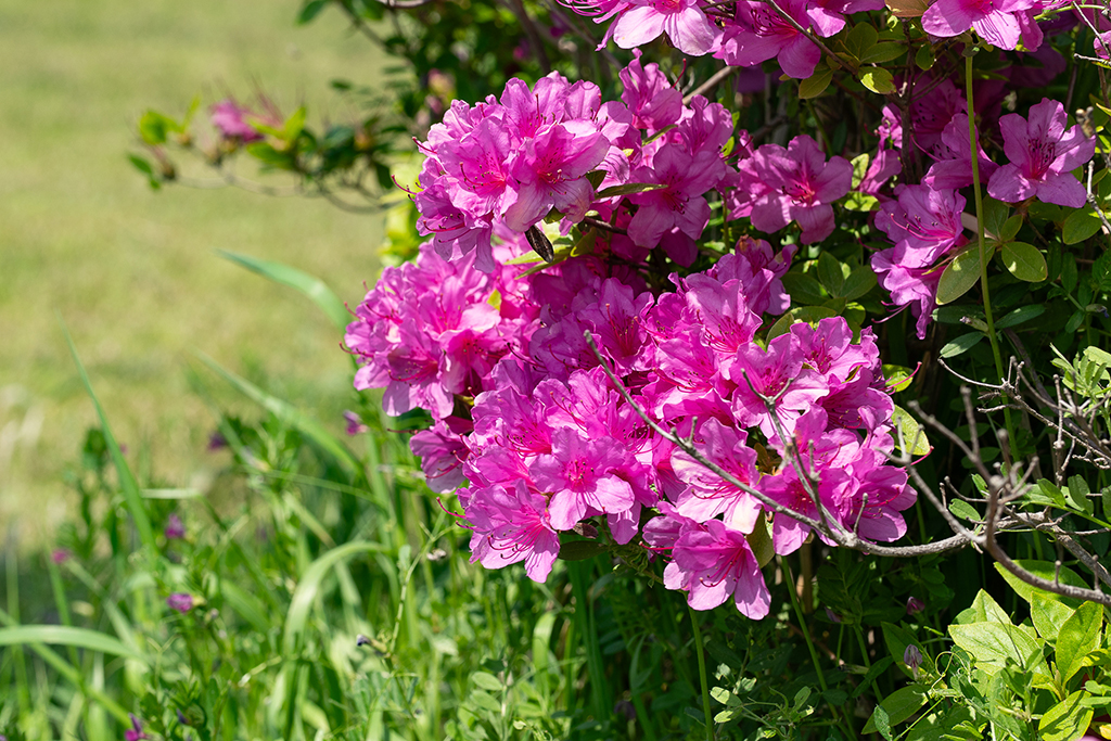 DSC08487_001.jpg